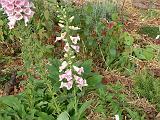 Foxgloves and cottage plants 